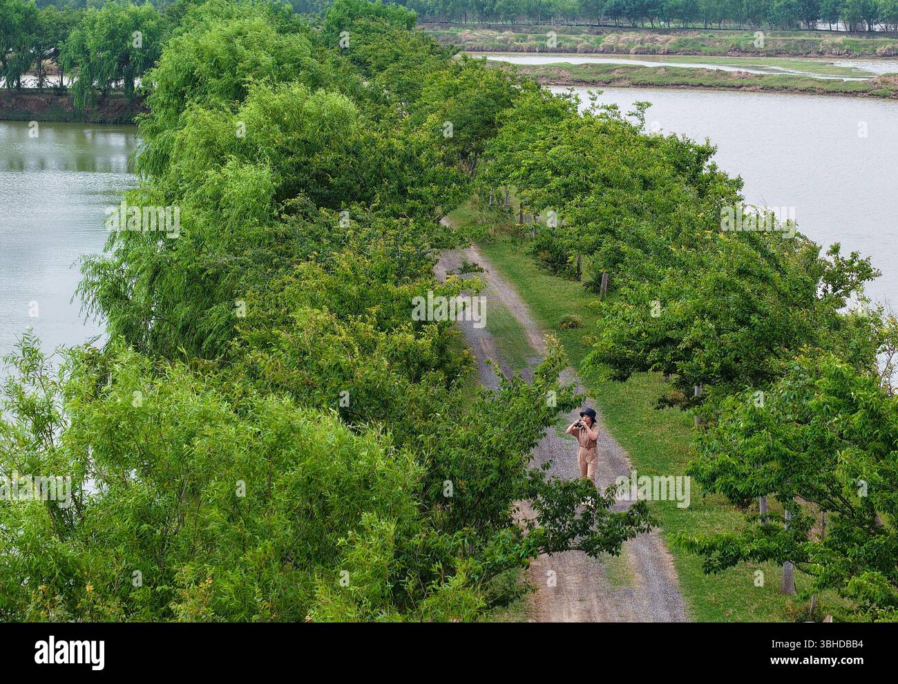 (250609) -- YANCHENG, 9. Juni 2025 (Xinhua) -- ein am 7. Juni 2025 aufgenommenes Luftdrohnenfoto zeigt Xue Dandan, das im Dafeng Milu National Nature Reserve in der ostchinesischen Provinz Jiangsu patrouilliert. Xue Dandan, 35, ist Leiter der Sicherheitsabteilung des Dafeng Milu National Nature Reserve in Jiangsu. Nach ihrem Abschluss im Jahr 2016 widmete sie sich dem Patrouillenmanagement und der Public Science-Ausbildung von Milu-Hirschen in der Reserve. Als sie ankam, wusste sie wenig über die Spezies. In den letzten neun Jahren hat Xue sich in relevante Materialien vertieft, Experten und Wissenschaftler konsultiert und Cond Stockfoto