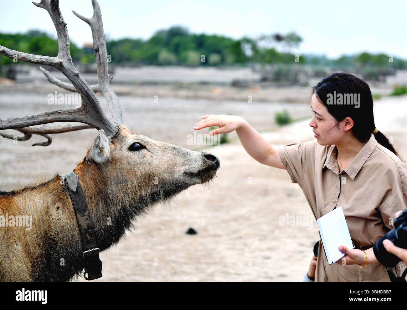 (250609) -- YANCHENG, 9. Juni 2025 (Xinhua) -- Xue Dandan interagiert mit einem männlichen Milu-Hirsch im Dafeng Milu National Nature Reserve in der ostchinesischen Provinz Jiangsu, 7. Juni 2025. Xue Dandan, 35, ist Leiter der Sicherheitsabteilung des Dafeng Milu National Nature Reserve in Jiangsu. Nach ihrem Abschluss im Jahr 2016 widmete sie sich dem Patrouillenmanagement und der Public Science-Ausbildung von Milu-Hirschen in der Reserve. Als sie ankam, wusste sie wenig über die Spezies. In den letzten neun Jahren hat Xue sich in relevante Materialien eingetaucht, Experten und Wissenschaftler konsultiert und regelmäßig f Stockfoto