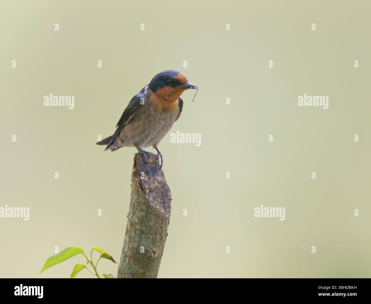 Pazifische Schwalbe Hirundo tahitica Südthailand BI045784 Stockfoto