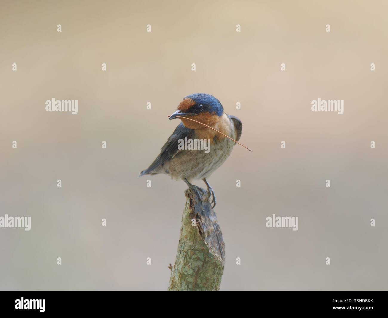 Pazifische Schwalbe Hirundo tahitica Südthailand BI045786 Stockfoto