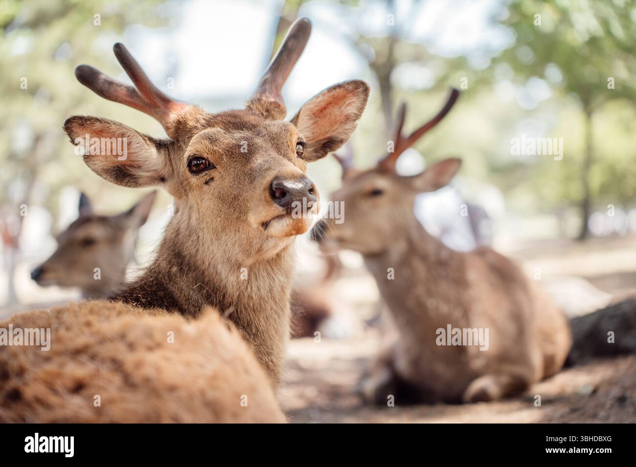 Eine Nahaufnahme eines entspannten sika-Hirsches, der im Nara Park in Japan ruht, während andere Hirsche friedlich im Hintergrund liegen. Stockfoto