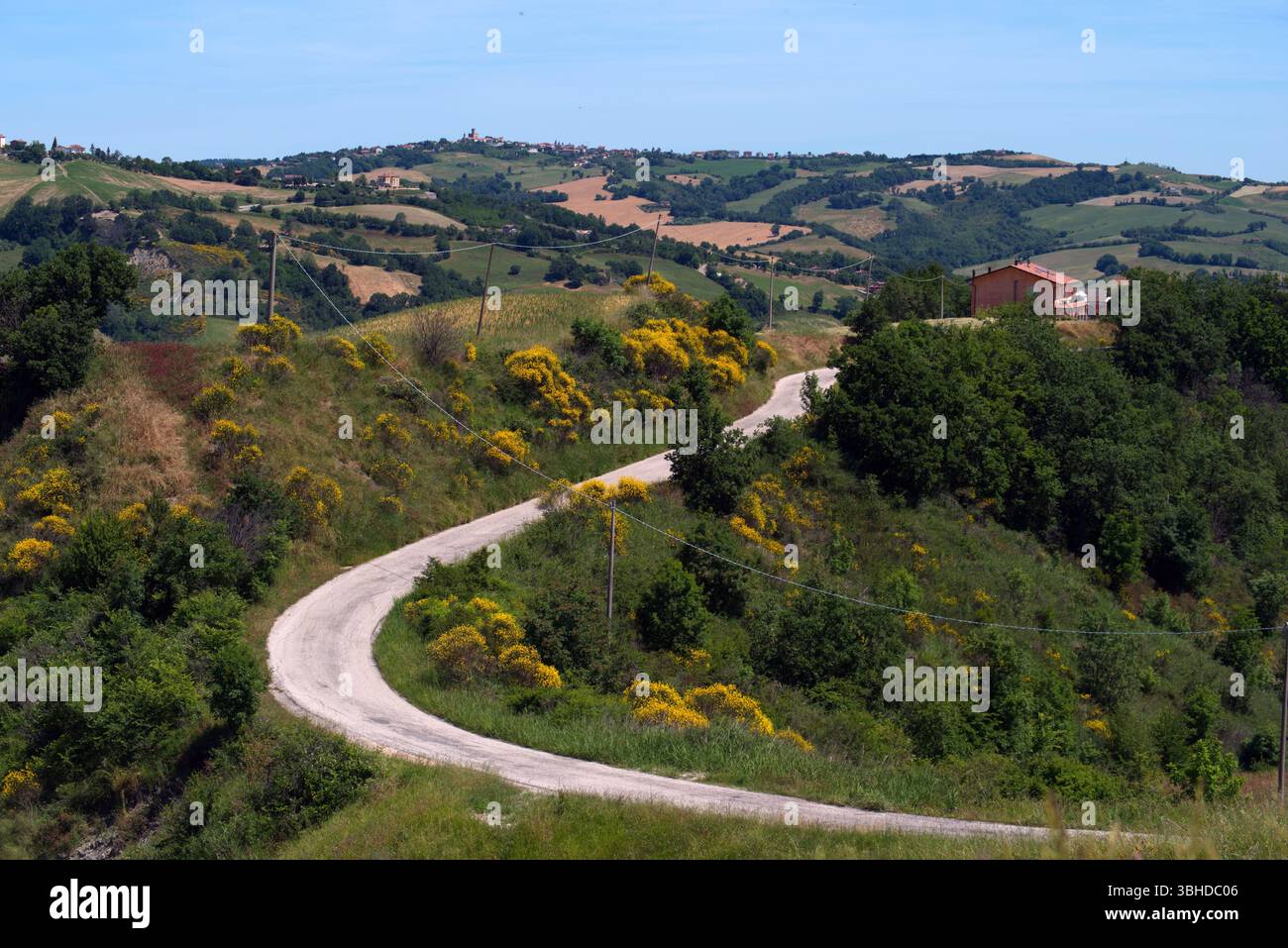 Strada di campagna in Mezzo alle ginestre fiorite contro il cielo Stockfoto