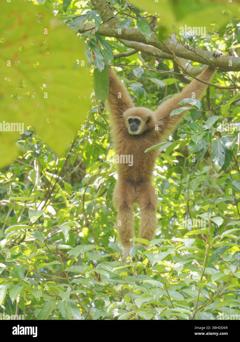 LAR Gibbon Hylobates lar Khao Yai Nationalpark, Thailand MA004899 Stockfoto