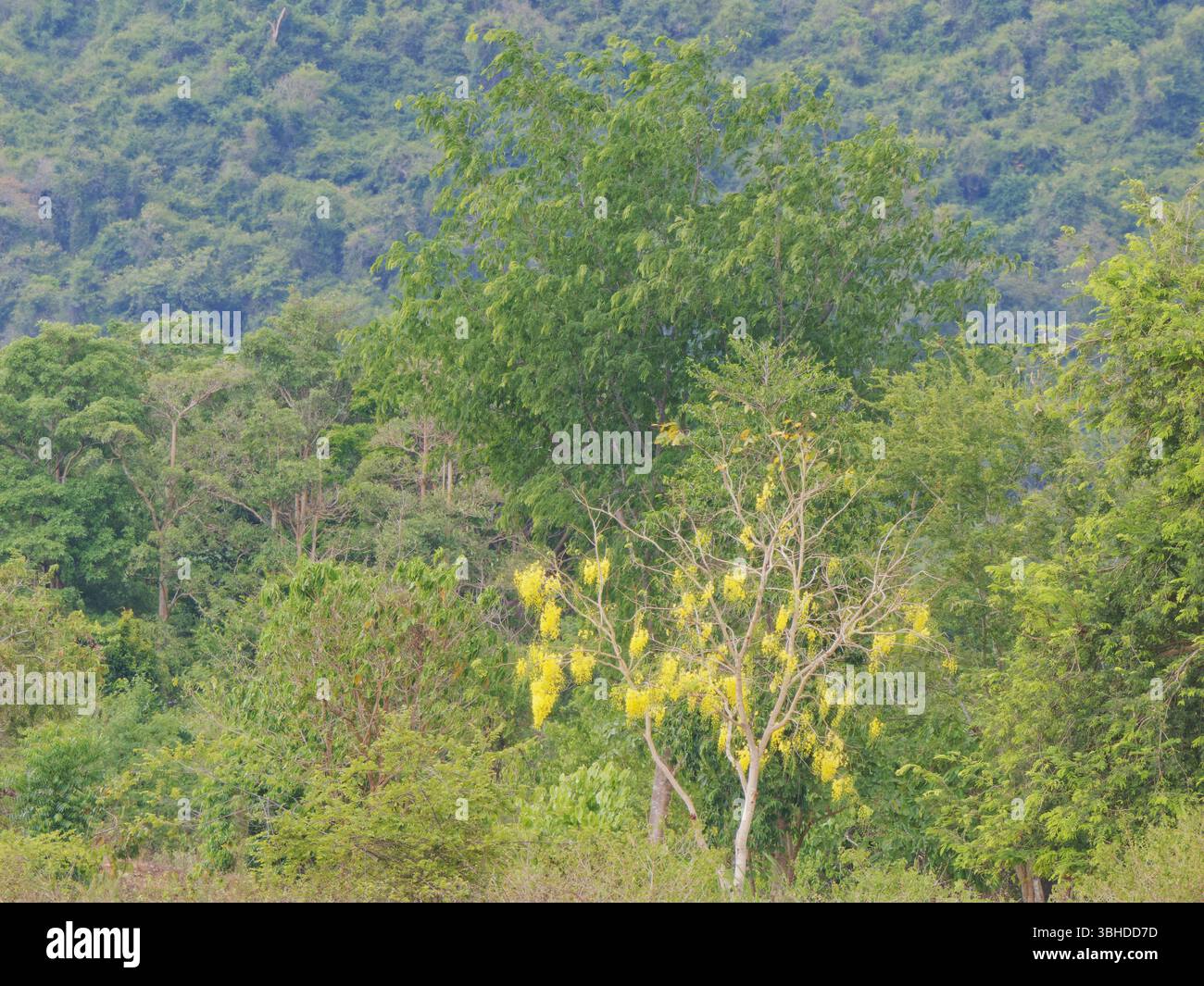 Golden Shower Tree Cassia fistula Thailand PL002394 Stockfoto