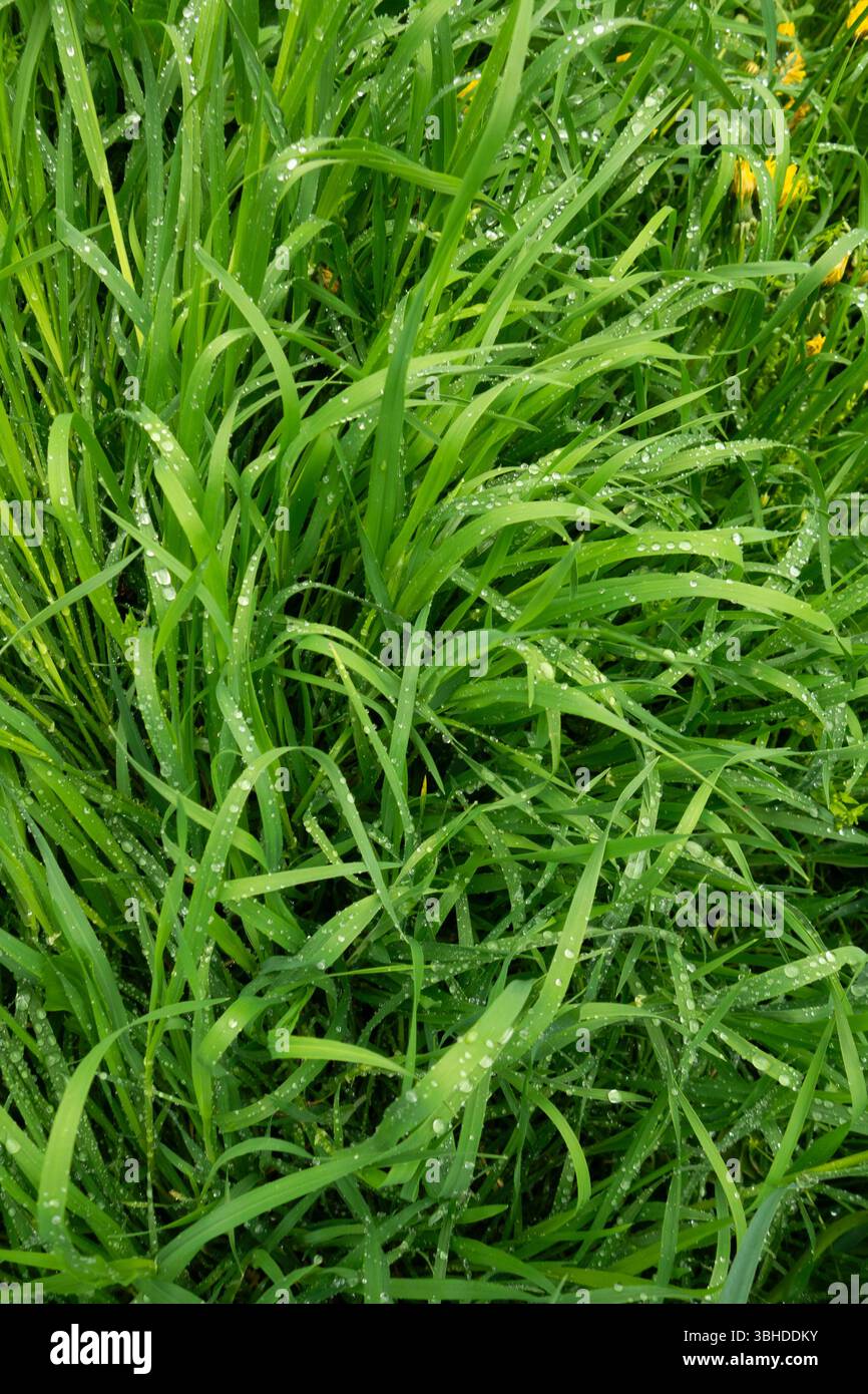 Grüne Feder Gras Hintergrund Stockfoto