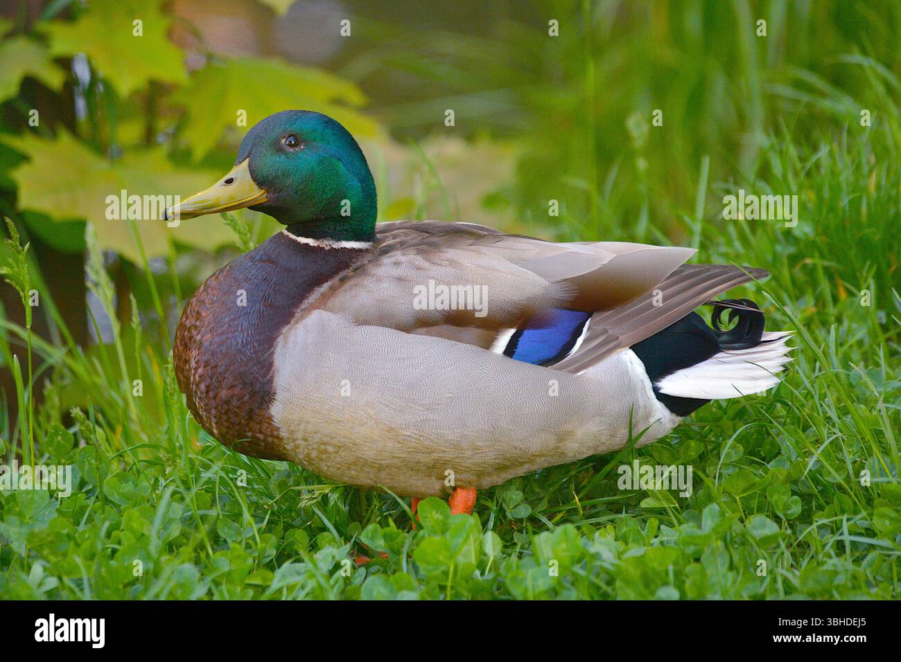 Männliche Stockenten auf grünem Gras in der Nähe von Wasser, Anas platyrhynchos in natürlicher Umgebung Stockfoto