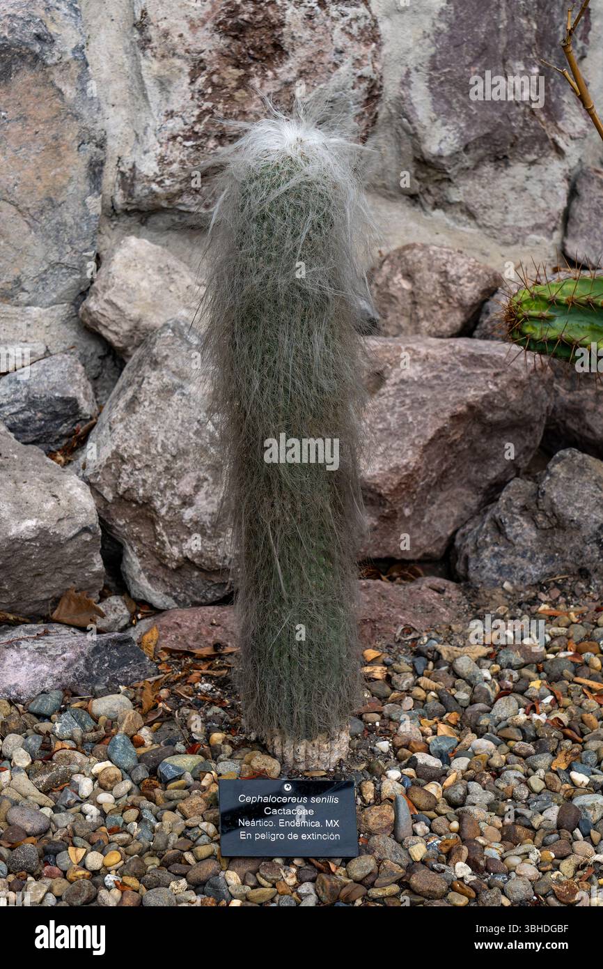 Alter Kaktus, Cephalocereus senilis, im Kaktusgarten des Botanischen Gartens von Quito in Quito, Ecuador. Stockfoto