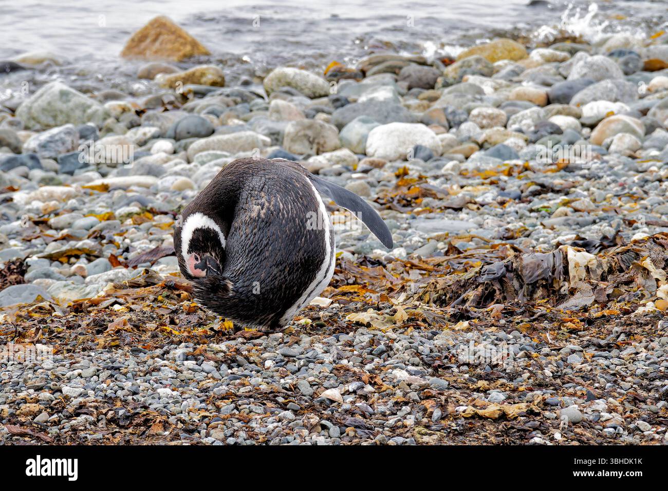 Magdalena Island, Chile Stockfoto