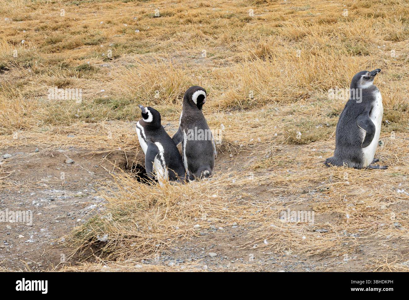Magdalena Island, Chile Stockfoto
