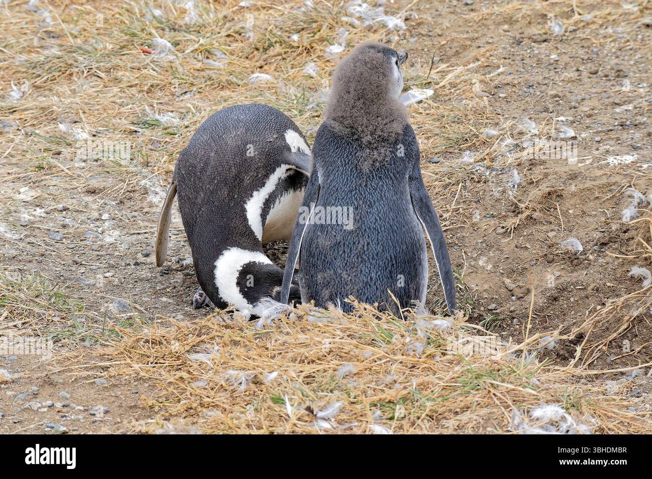 Magdalena Island, Chile Stockfoto
