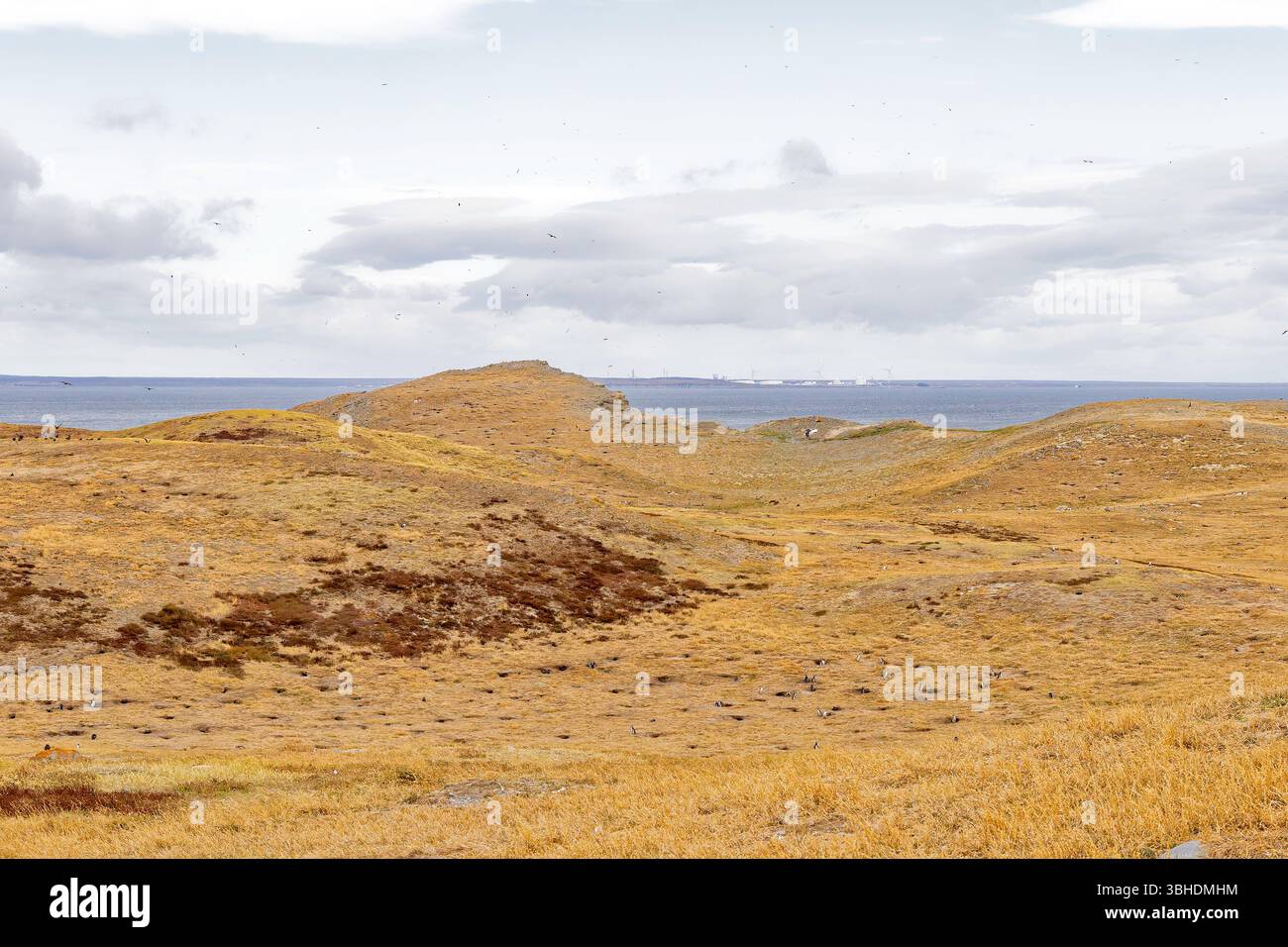 Magdalena Island, Chile Stockfoto
