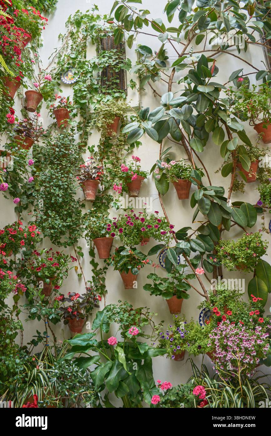 Traditionelle andalusische Terrasse mit Töpfen mit bunten Blumen wie Geranien, Petunien und Bougainvilleas, die die weiß getünchte Wand schmücken Stockfoto