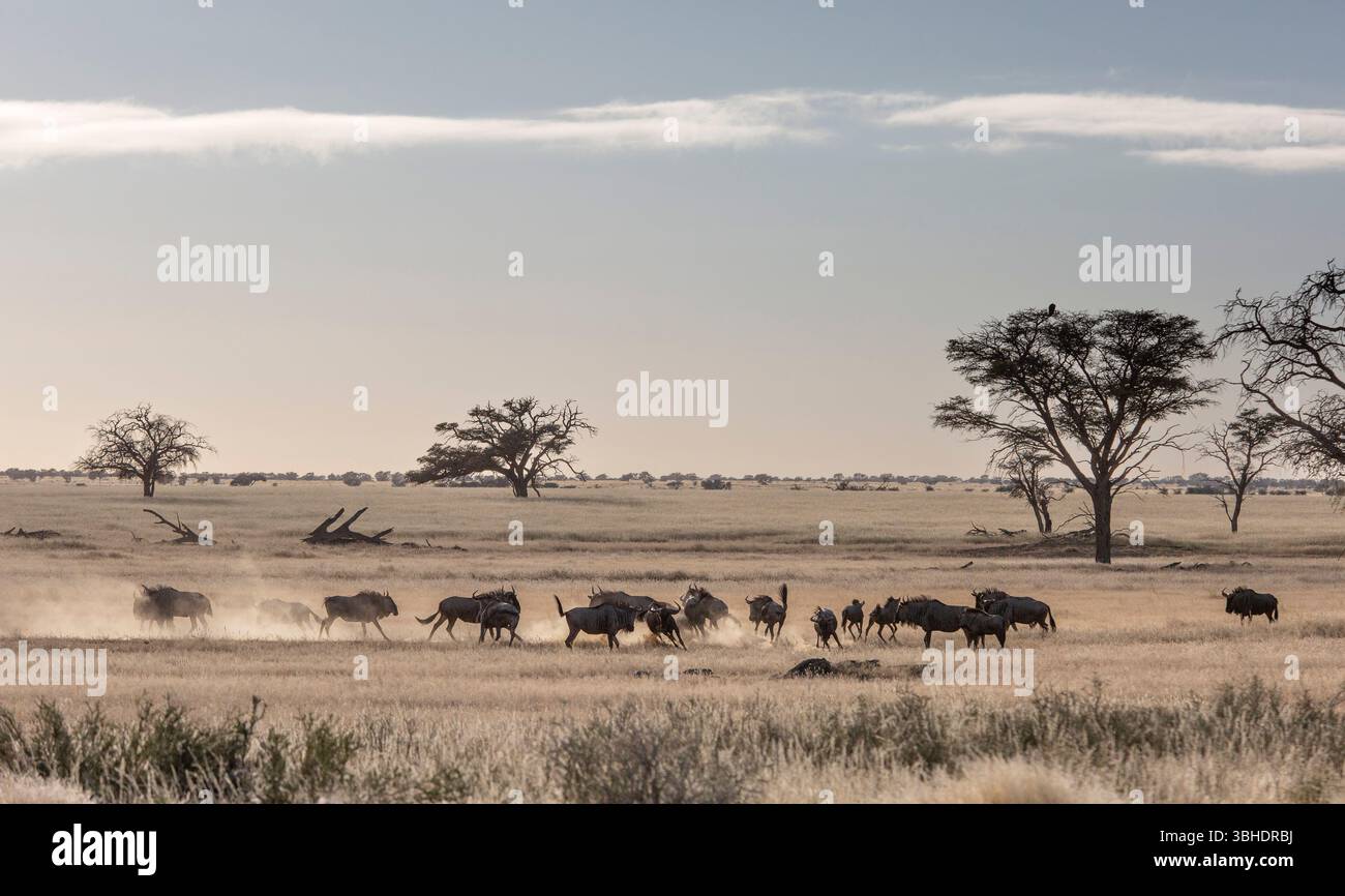 Blaue Gnus (Connochaetes taurinus) Herde mit einigen, die spielerisch in einer Kalahari Savanne laufen Stockfoto