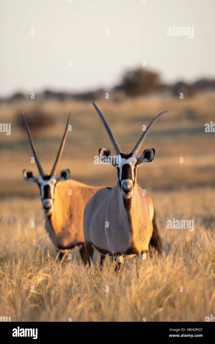 Zwei Gemsbok (Oryx gazella) starren im warmen Licht direkt auf die Kamera in der Kalahari Stockfoto
