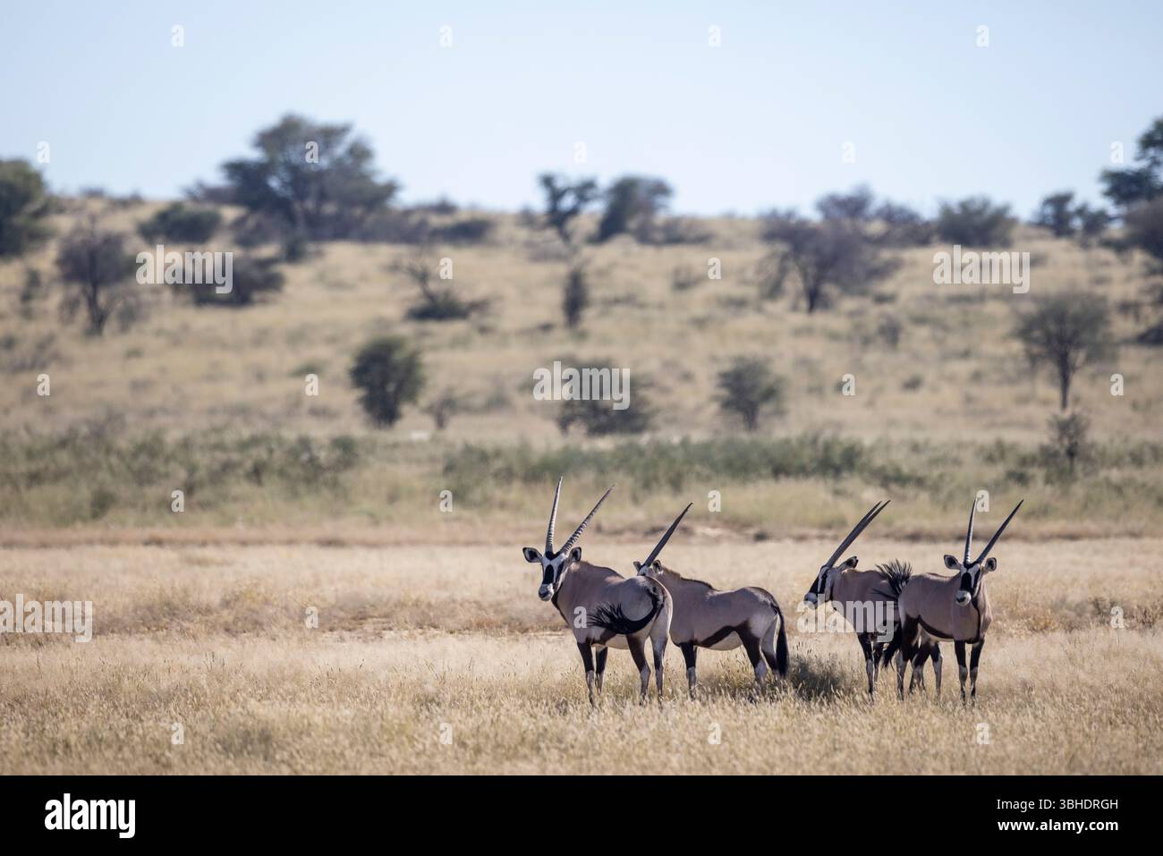 Die malerische Aussicht auf vier Gemsbok (Oryx gazella), die in einer typischen Landschaft von Kgalagadi nach guten Regenfällen stehen, führte zu einem guten Graswuchs Stockfoto