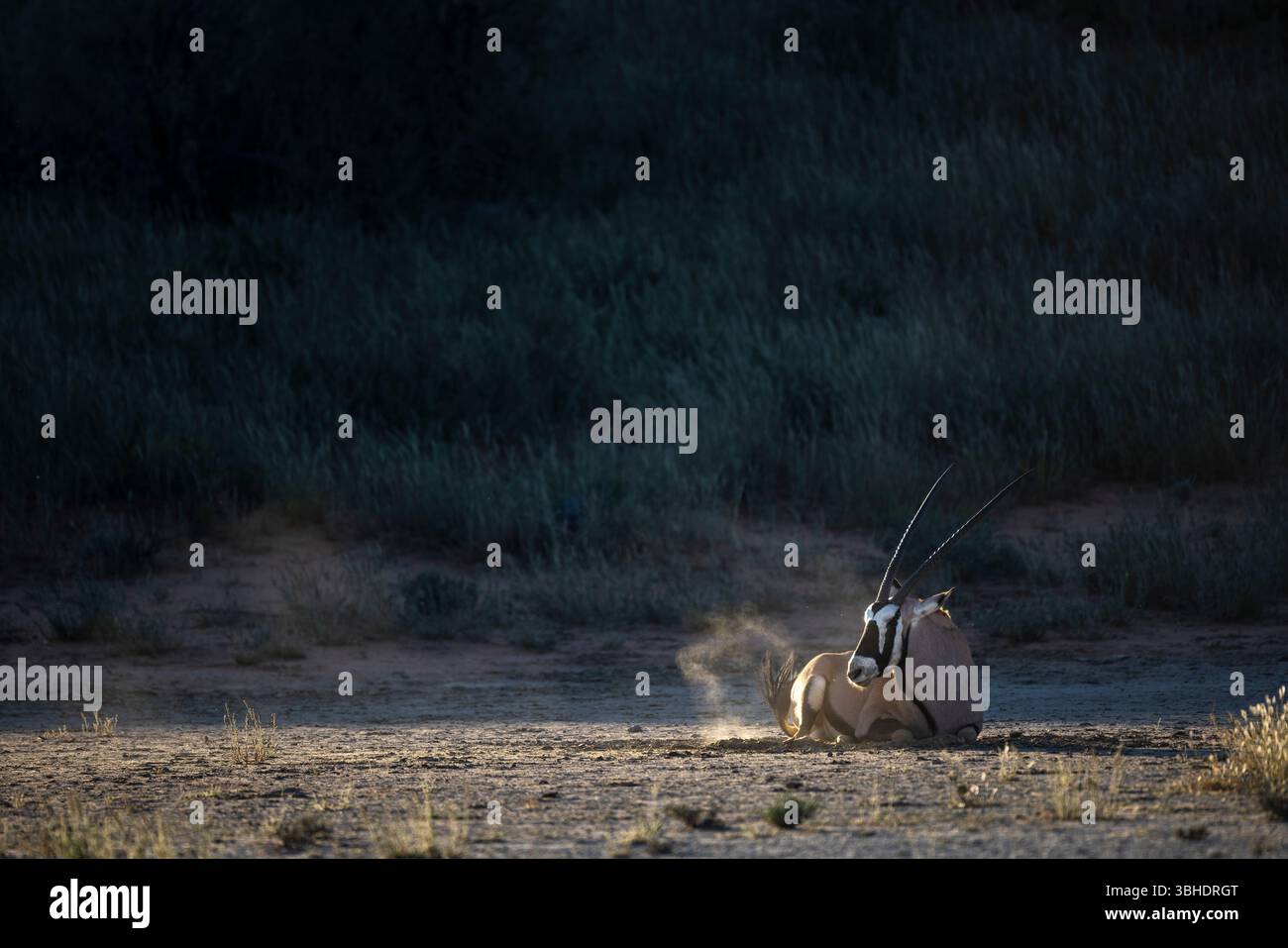 Die letzten Sonnenstrahlen fangen einen Gemsbok (Oryx gazella) am Fuße einer Düne in der Kalahari am Nachmittag Stockfoto