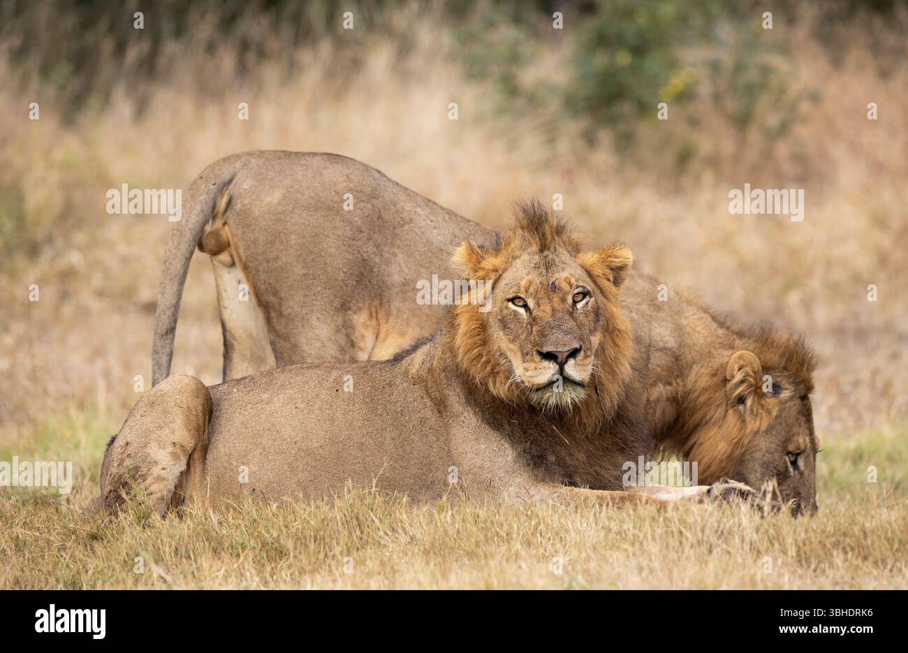 Zwei Erwachsene männliche Löwen (Panthera leo) trinken aus einer Buschveld-Pfütze Stockfoto