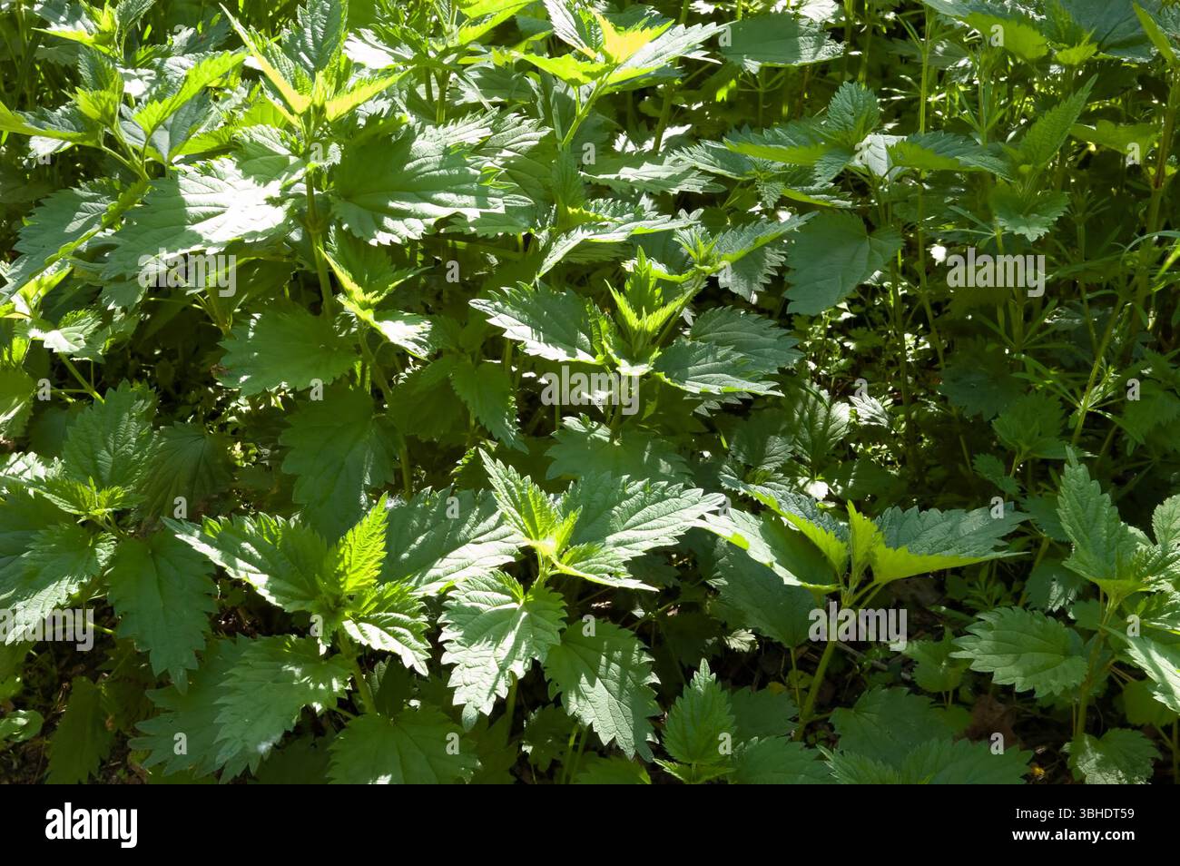Üppige, dichte Brennnesselsträucher, die in hellem Sommersonnenlicht getaucht sind. Stockfoto