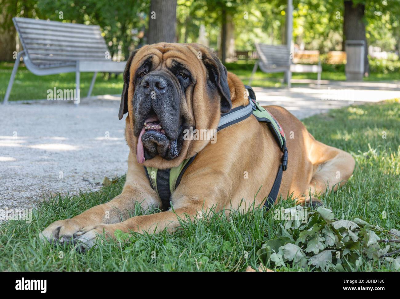 Großer Mastiff-Hund in einem sonnigen Stadtpark Stockfoto