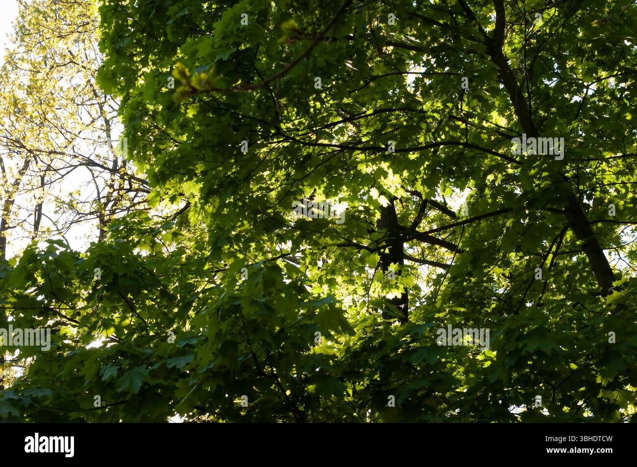 Heller Sommertag. Dichte Ahornblätter an Ästen füllen den Rahmen und leuchten im Sonnenlicht. Himmel kaum sichtbar hinter leuchtendem Grün, fotografiert f Stockfoto