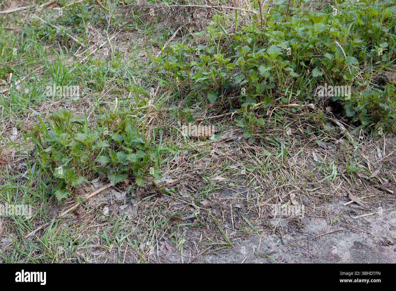 Eine einzelne Kröte blickt aus frischer Frühlingsnessel und grünem Gras hervor. Daneben befindet sich abgenutzter, blanker Boden, der sich auf natürliche Weise mit der Vegetation verschmilzt. Stockfoto