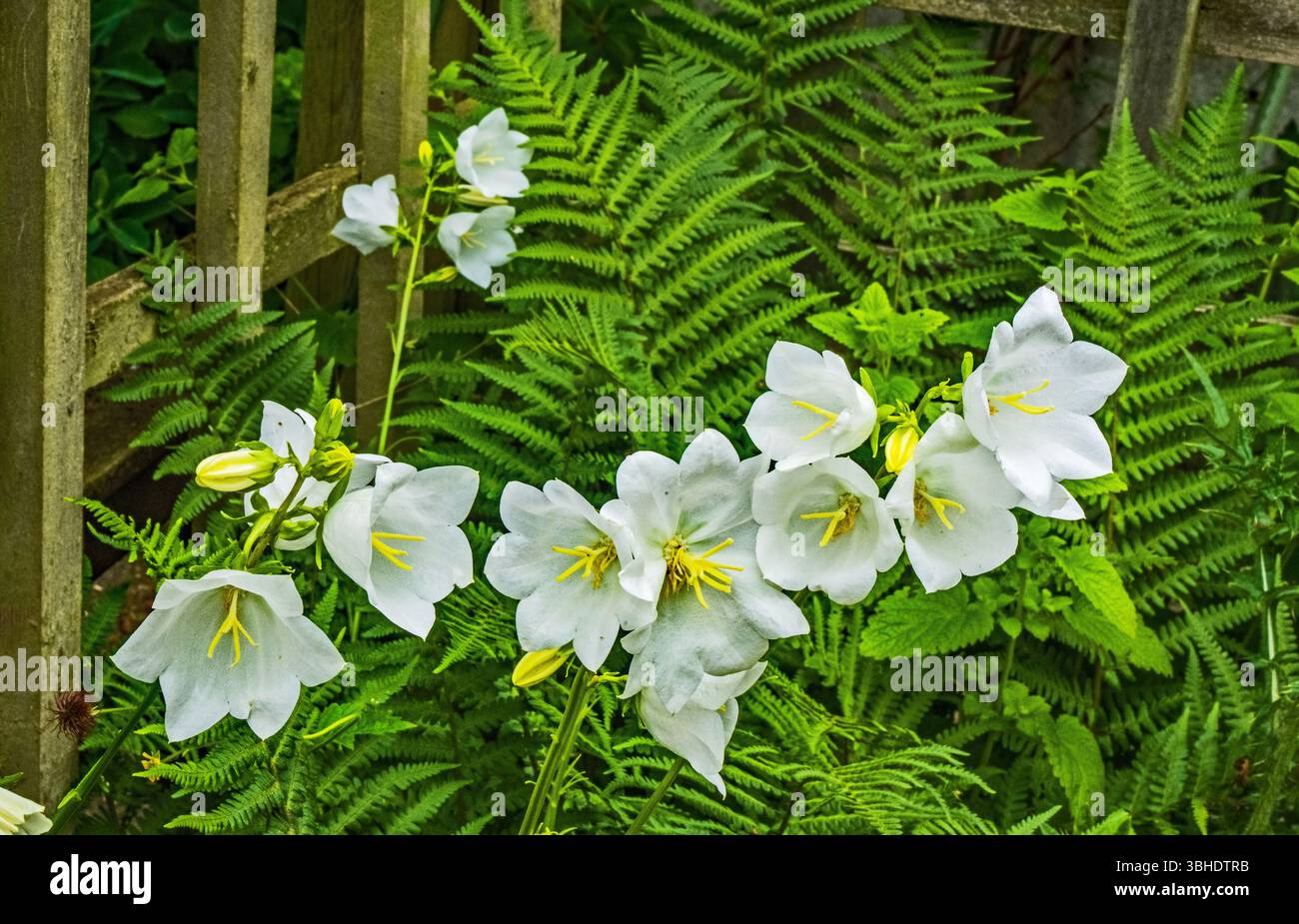Campanula persicifolia 'Bellflower'. Stockfoto