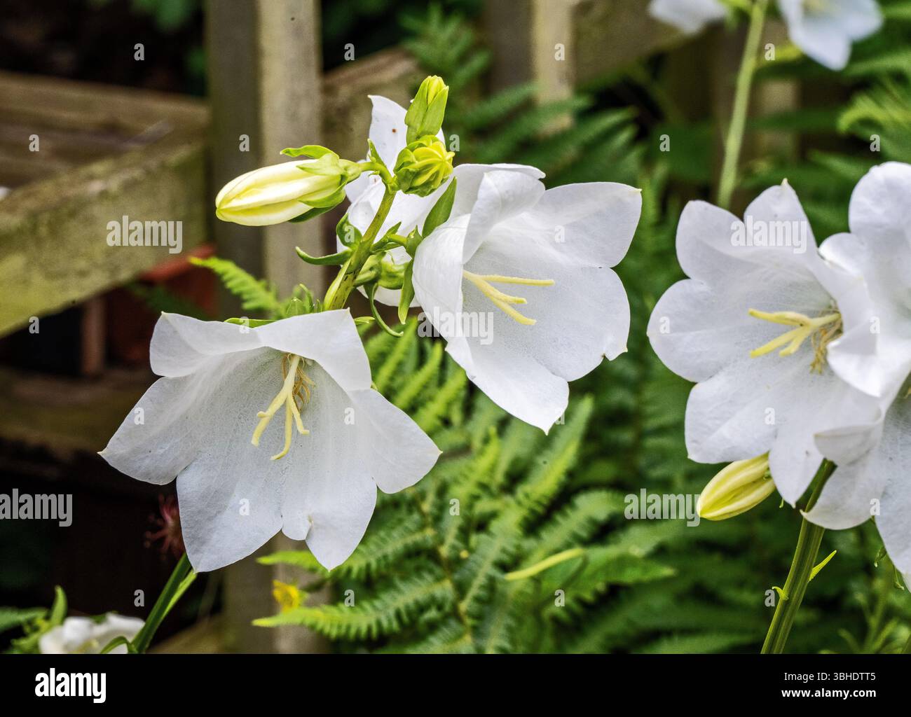 Campanula persicifolia 'Bellflower'. Stockfoto
