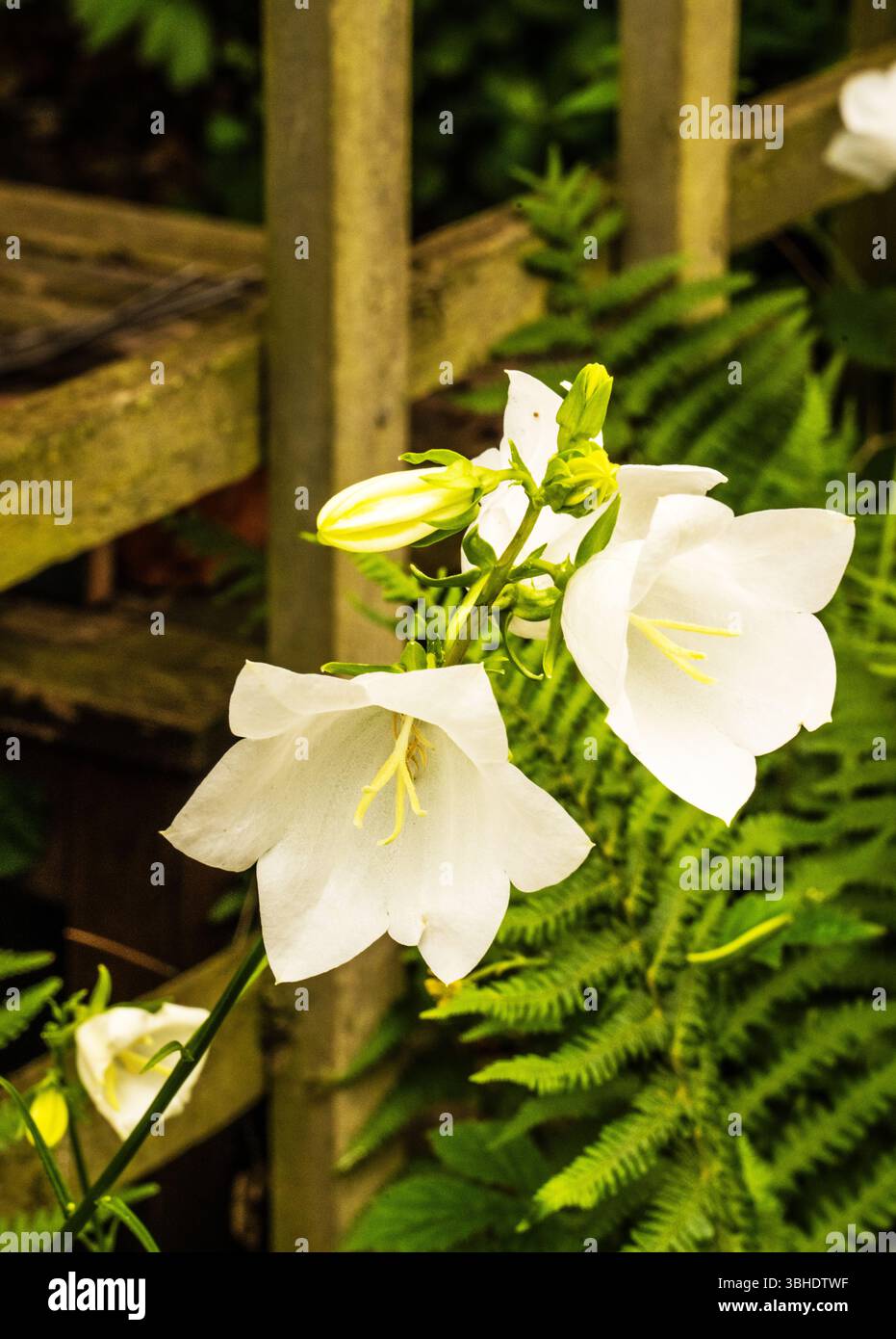 Campanula persicifolia 'Bellflower'. Stockfoto