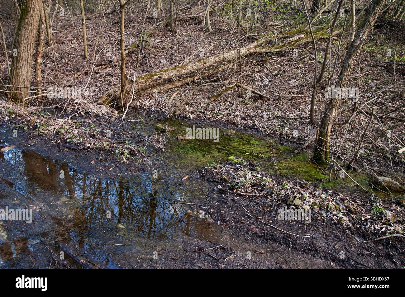 Sehr schlammiger Feldweg in einem Frühlingswald. Am Straßenrand eine Pfütze voller grüner Algen oder Teichschaum. Stockfoto