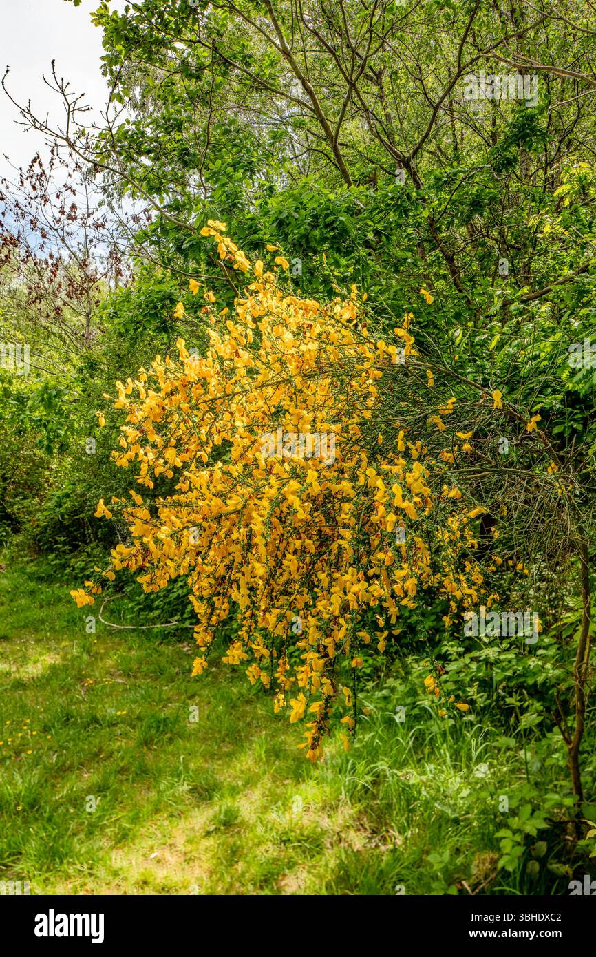 Intimes Naturporträt (Blumen und Pflanzen) im National Botanic Garden of Wales. Verführerisch, Erstaunlich, Atemberaubend, Fesselnd, Stockfoto