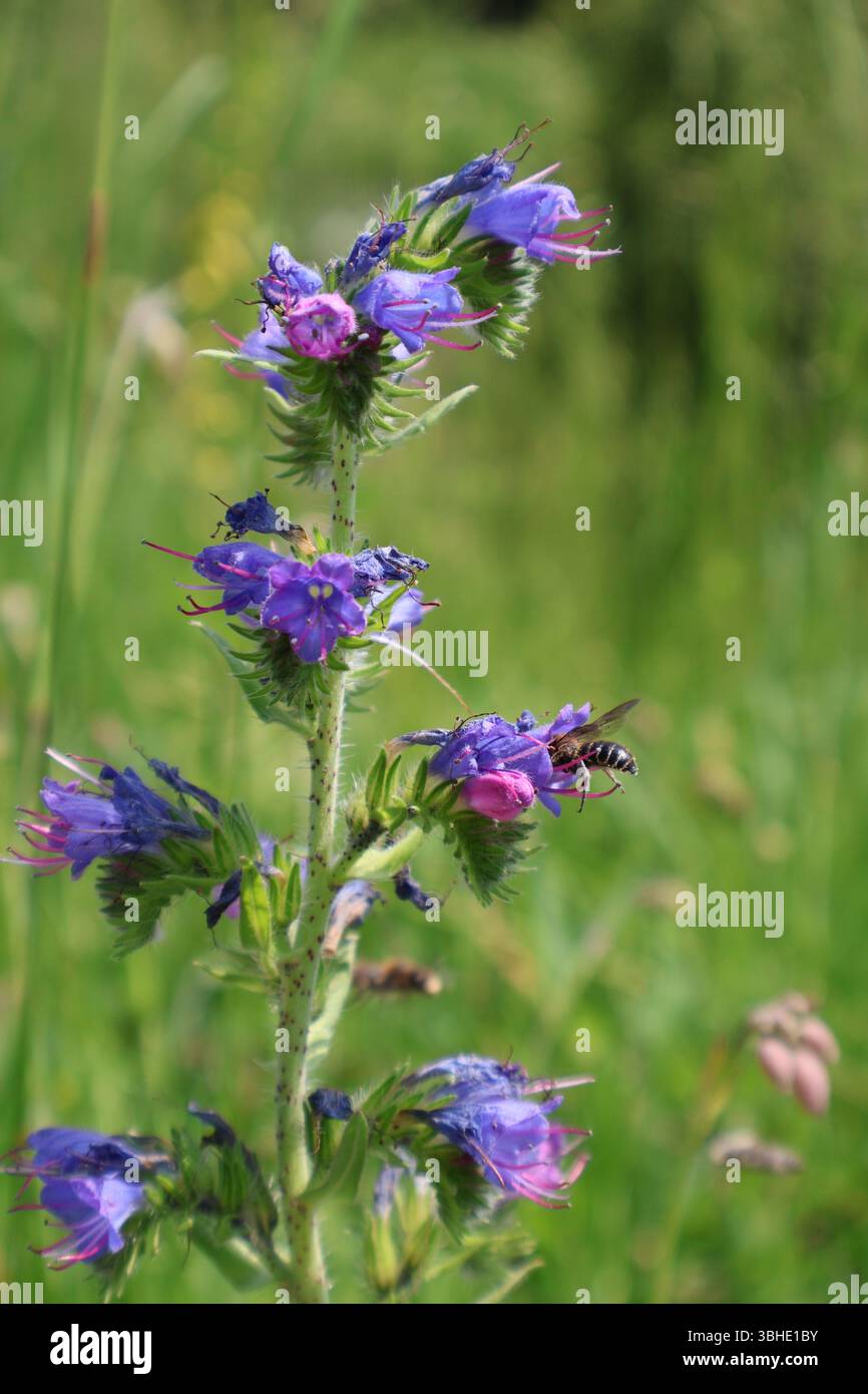 Nahaufnahme einer bestäubenden Biene auf einer lebendigen Wildblume in der Natur. Eine detaillierte Ansicht einer Biene, die Nektar einer leuchtenden violetten Wildblume sammelt Stockfoto