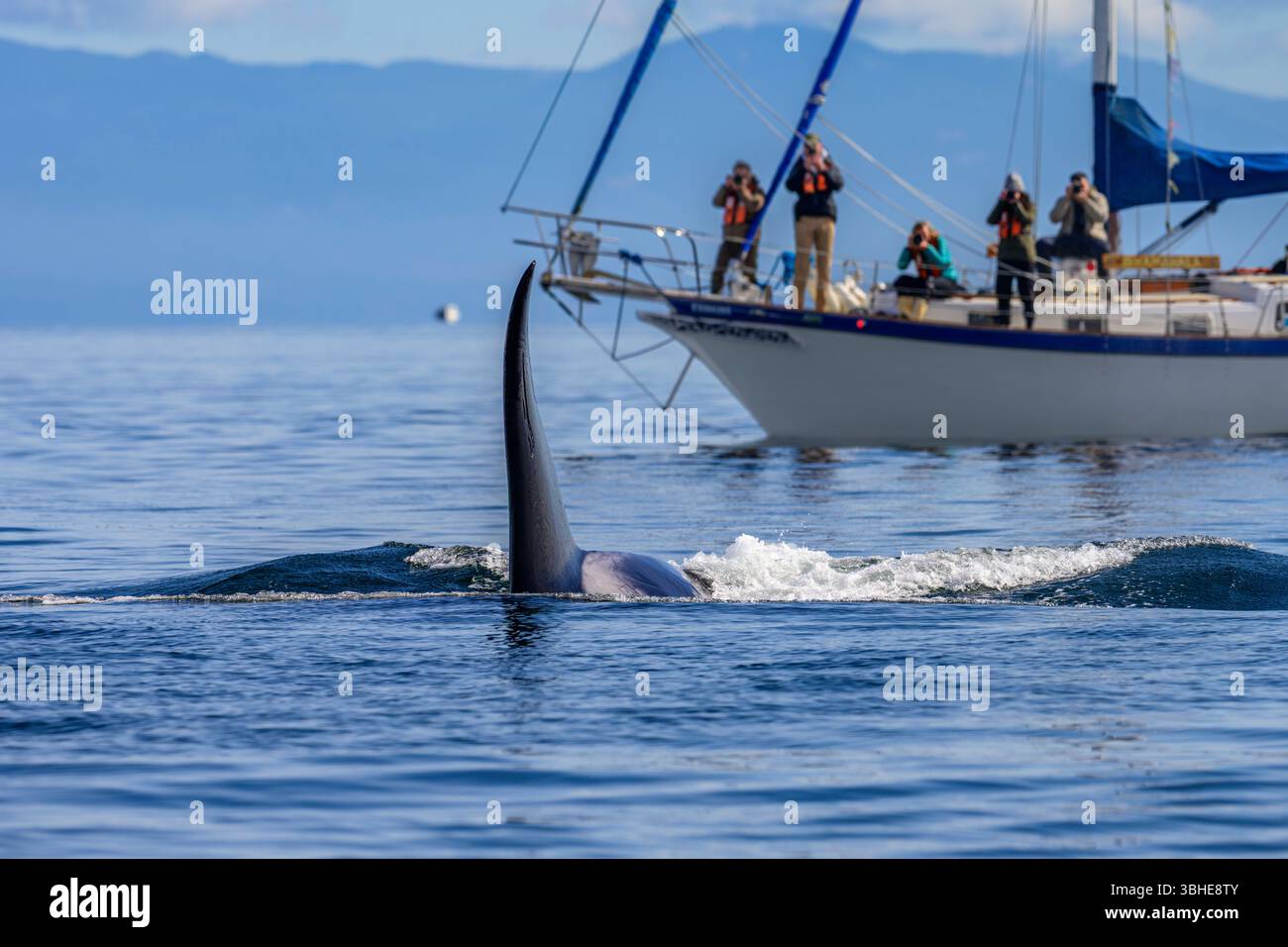 Ein großer Biggs Orca-Killerwal passiert in der Nähe eines Walbeobachtungsbootes in der Salish-See Stockfoto
