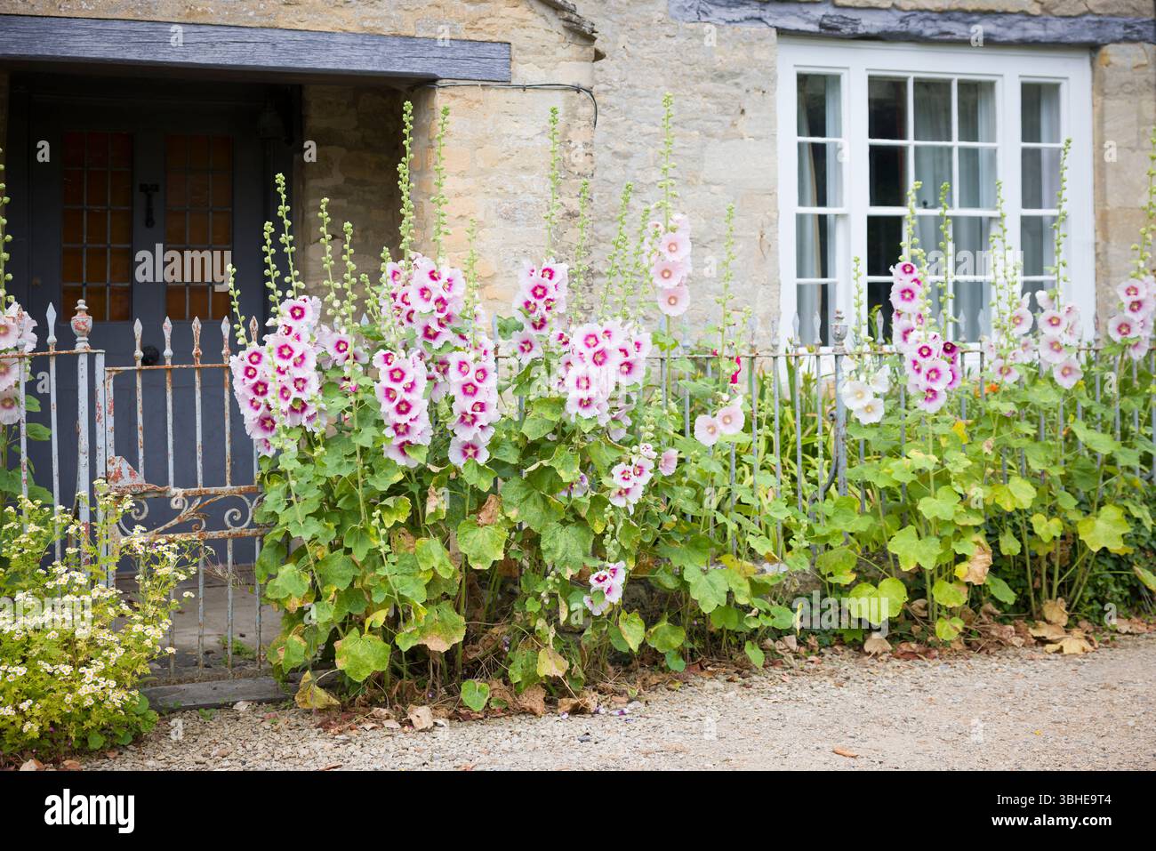 Hohe Hollyhock-Blüten in Rosa- und Purpurtönen wachsen vor einem traditionellen Steinhaus in einem malerischen Dorf der Cotswolds in Oxfordshire, Großbritannien Stockfoto