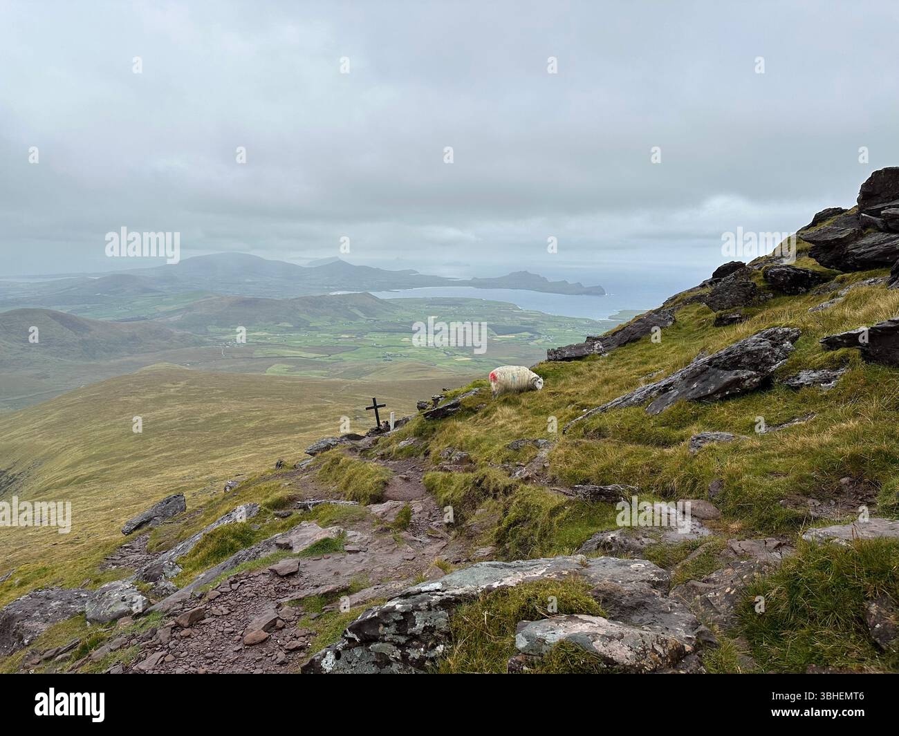 Schafe am Mount Brandon. Dingle Peninsula, County Kerry, Irland - Smartphone-aufgenommenes Stockfoto