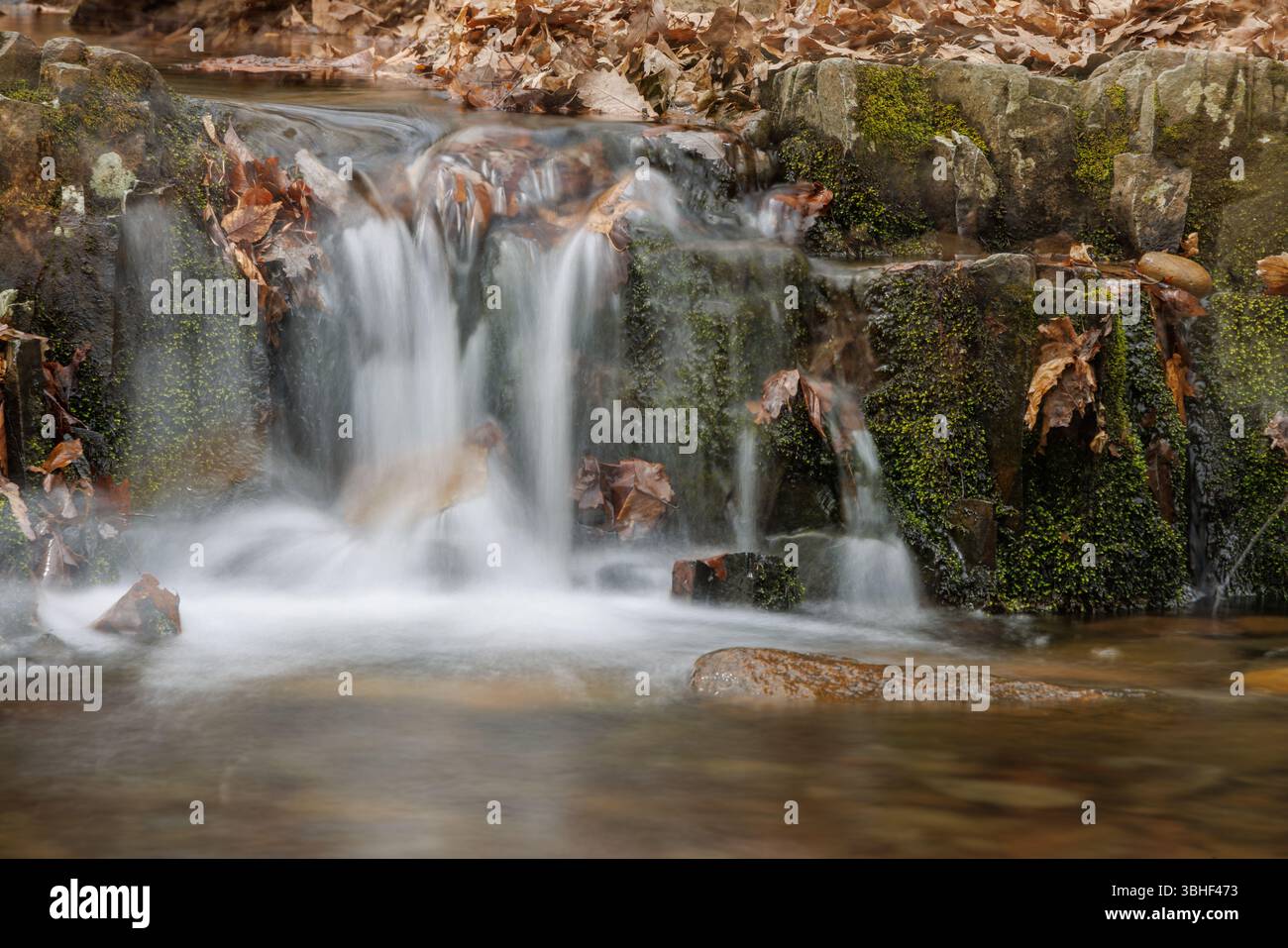 Ein kleiner Waldwasserfall fließt über moosige Felsen und Herbstblätter in einer friedlichen Waldlandschaft, mit sanften Wasserbewegungen und erdigen, natürlichen Texturen. Stockfoto