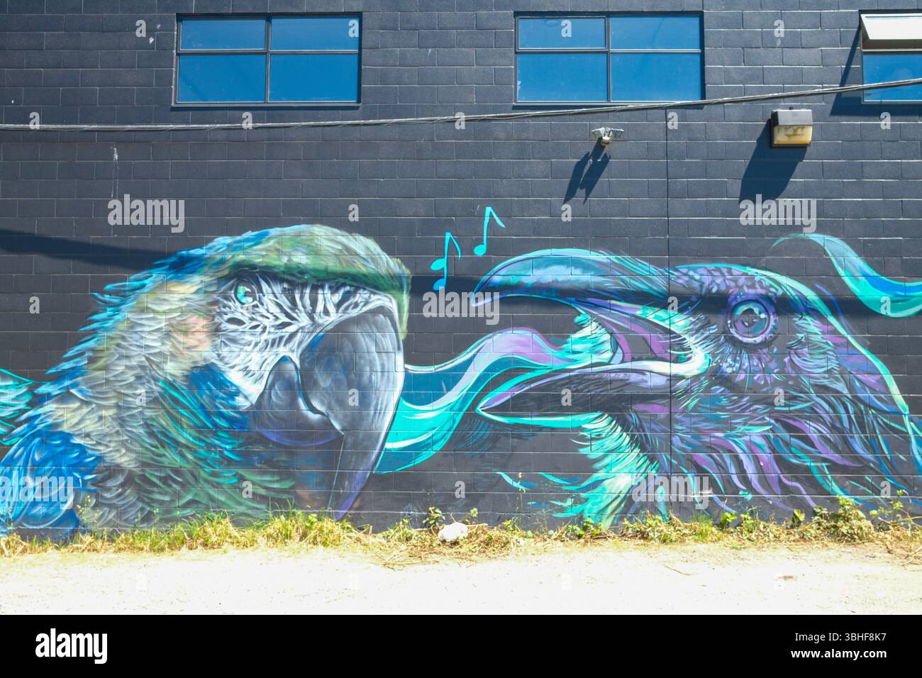 Ein Wandbild eines Papageiens und Krähens in einer Gasse in East Vancouver, BC. Stockfoto