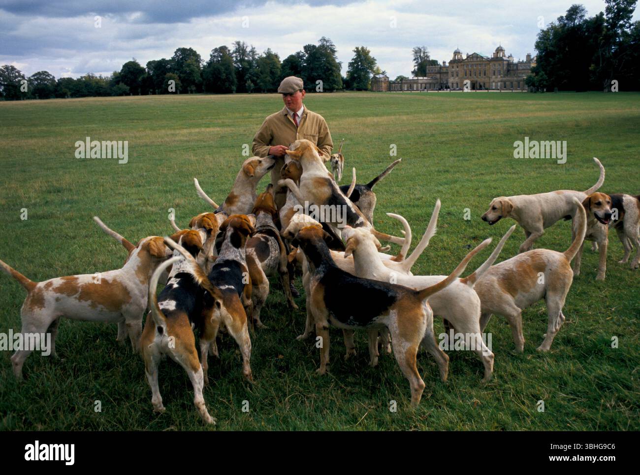 Duke of Beaufort Hunt, Badminton House Anwesen. Morning Hound Training im Badminton Park mit dem Jagdjäger Charles Wheeler, der vor einem Tag der Jagd als erster Whipper-in tätig ist. Badminton, Gloucestershire, England November 1996. HOMER SYKES AUS DEN 1990ER JAHREN Stockfoto