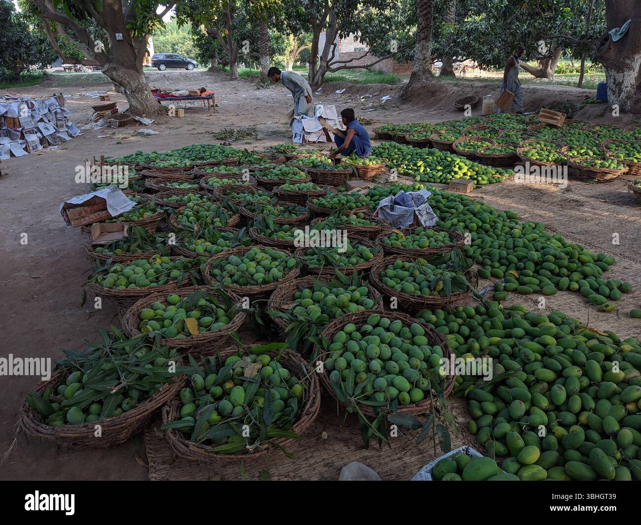 Mangobauern packen Mangos in Holzkisten, um sie auf dem Obstmarkt Pakistans zu verkaufen Stockfoto