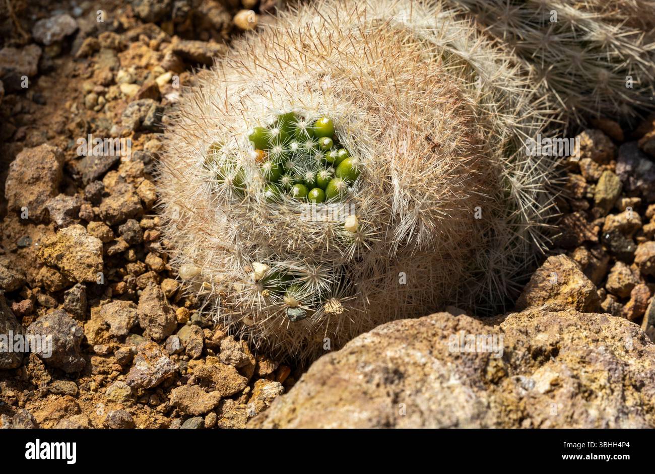 Nahaufnahme des einzigartigen Kaktusknospens Mammilloydia candida mit grünen Knospen in felsigem Boden. Das Sonnenlicht unterstreicht die Textur und Details dieser Wüstenlandschaft Stockfoto