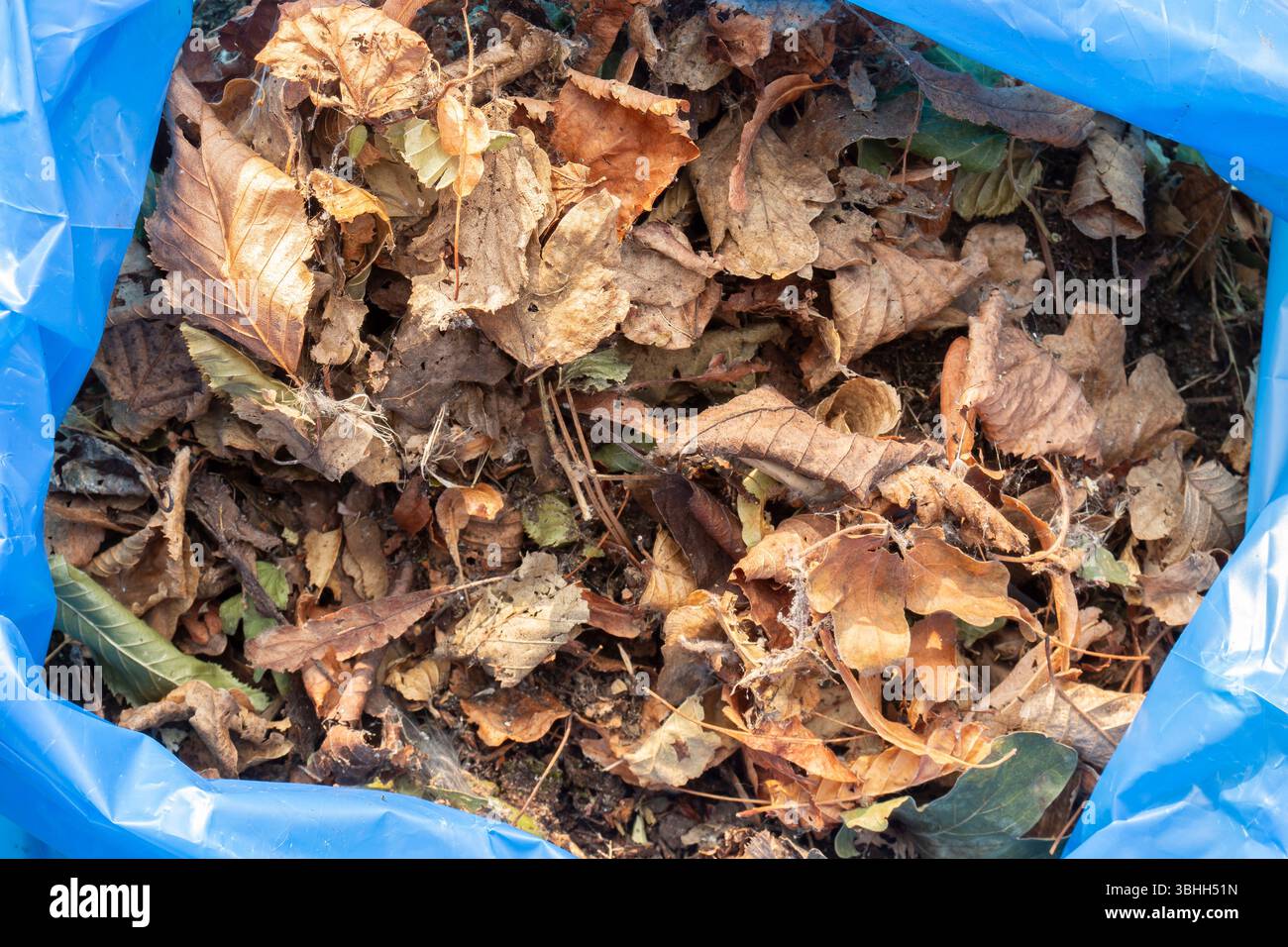 Gartenmüll in einem robusten blauen Abfallbeutel, der zum Recycling gesammelt werden kann. Gartenarbeit Hintergrund Konzept. Stockfoto