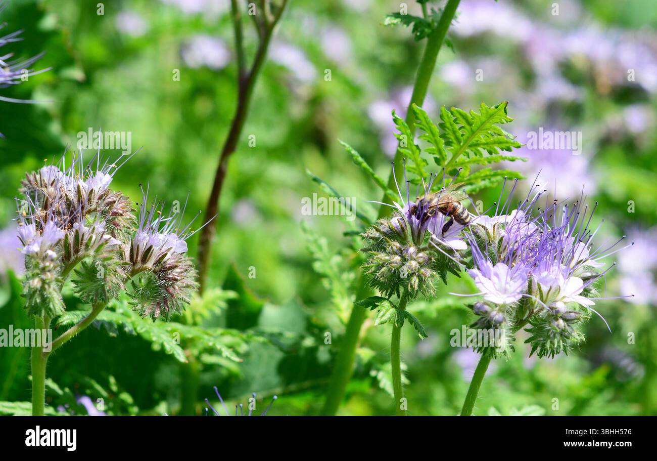 Phacelia mit Honigbiene im bienenfreundlichen Garten. Phacelia - eine der besten Bestäuberpflanzen für den Garten. Stockfoto