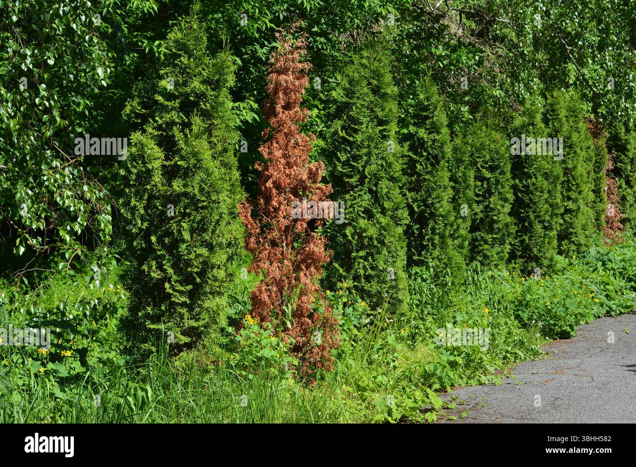 thuja occidentalis d4 Thuja occidentalis 'DeGroot's Spire' ~ DeGroot's Spire Arborvitae – Moon's  Tree Farm