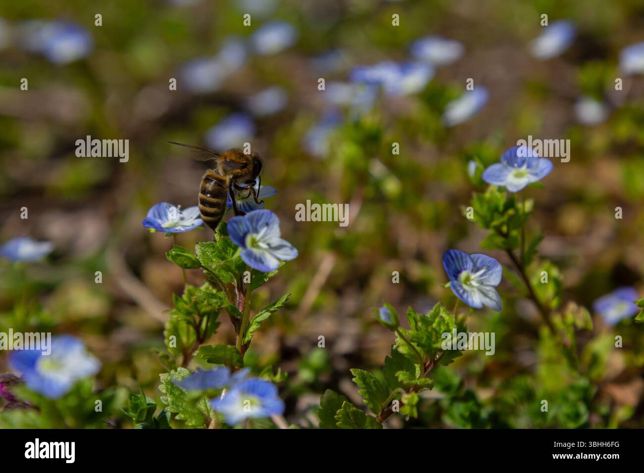 Germander Speedwell blühen in zarten Blautönen und ziehen Bienen an einem klaren Frühlingstag in einem üppigen, lebendigen Garten zur Bestäubung. Stockfoto