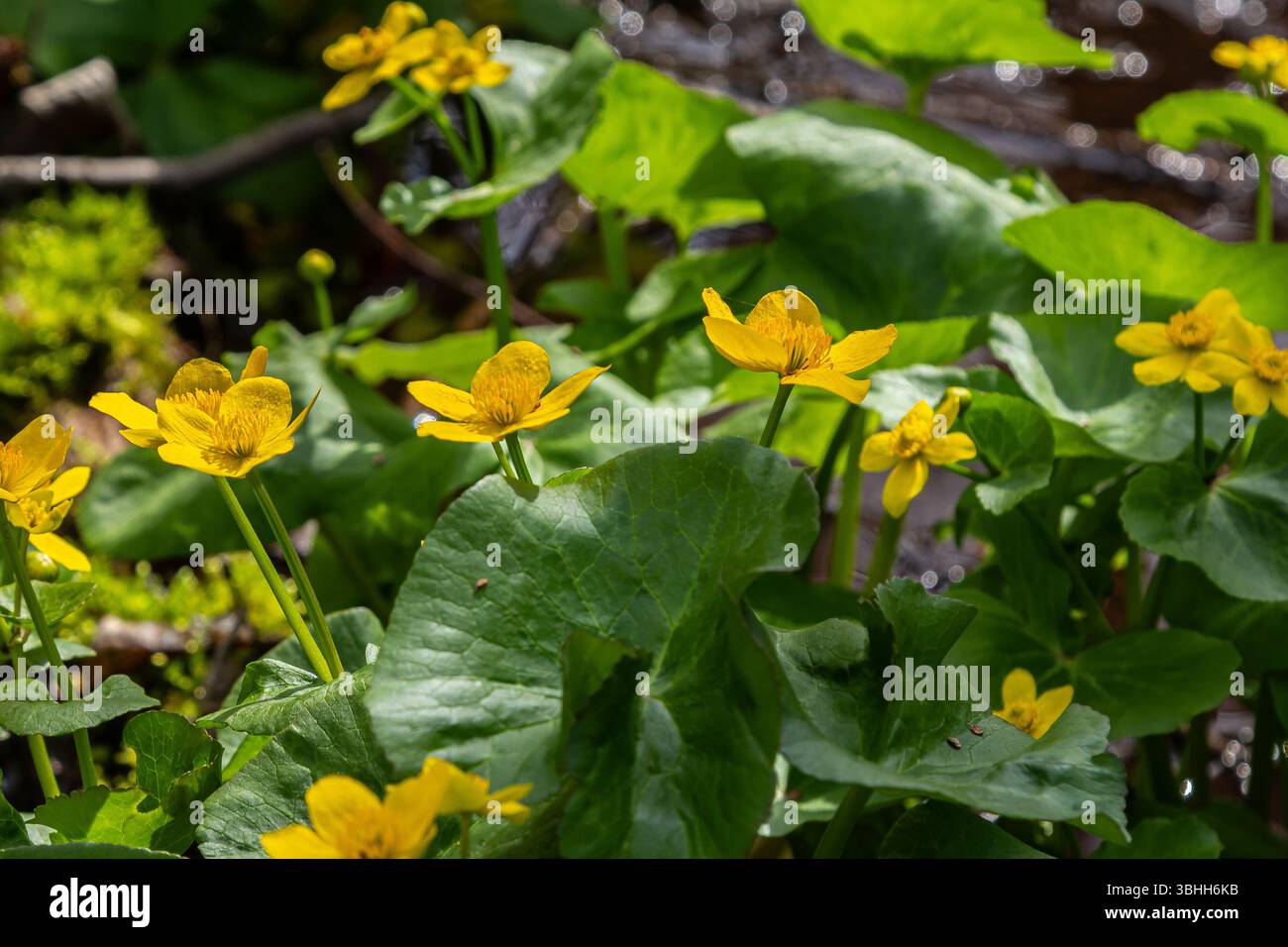 Leuchtend gelbe Sumpfblumen blühen in einem üppigen Feuchtgebiet, umgeben von grünen Blättern und reflektierendem Sonnenlicht an einem ruhigen Frühlingstag. Stockfoto