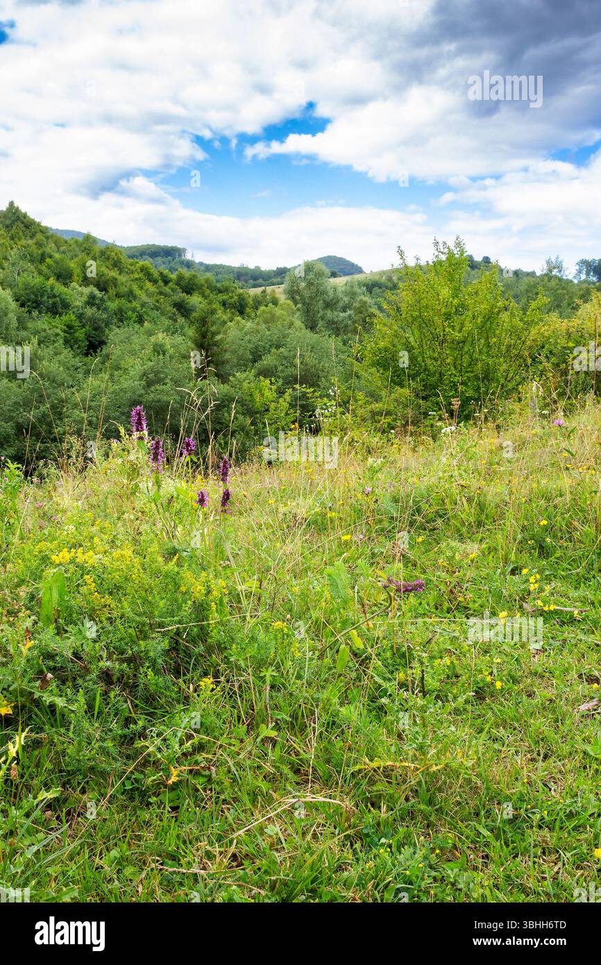 Berglandschaft der ukraine im Sommer. Bewölkter Nachmittag. Landschaft mit grüner Weide und Wald auf dem Hügel. Ländliche Landschaft am Stadtrand von Stockfoto