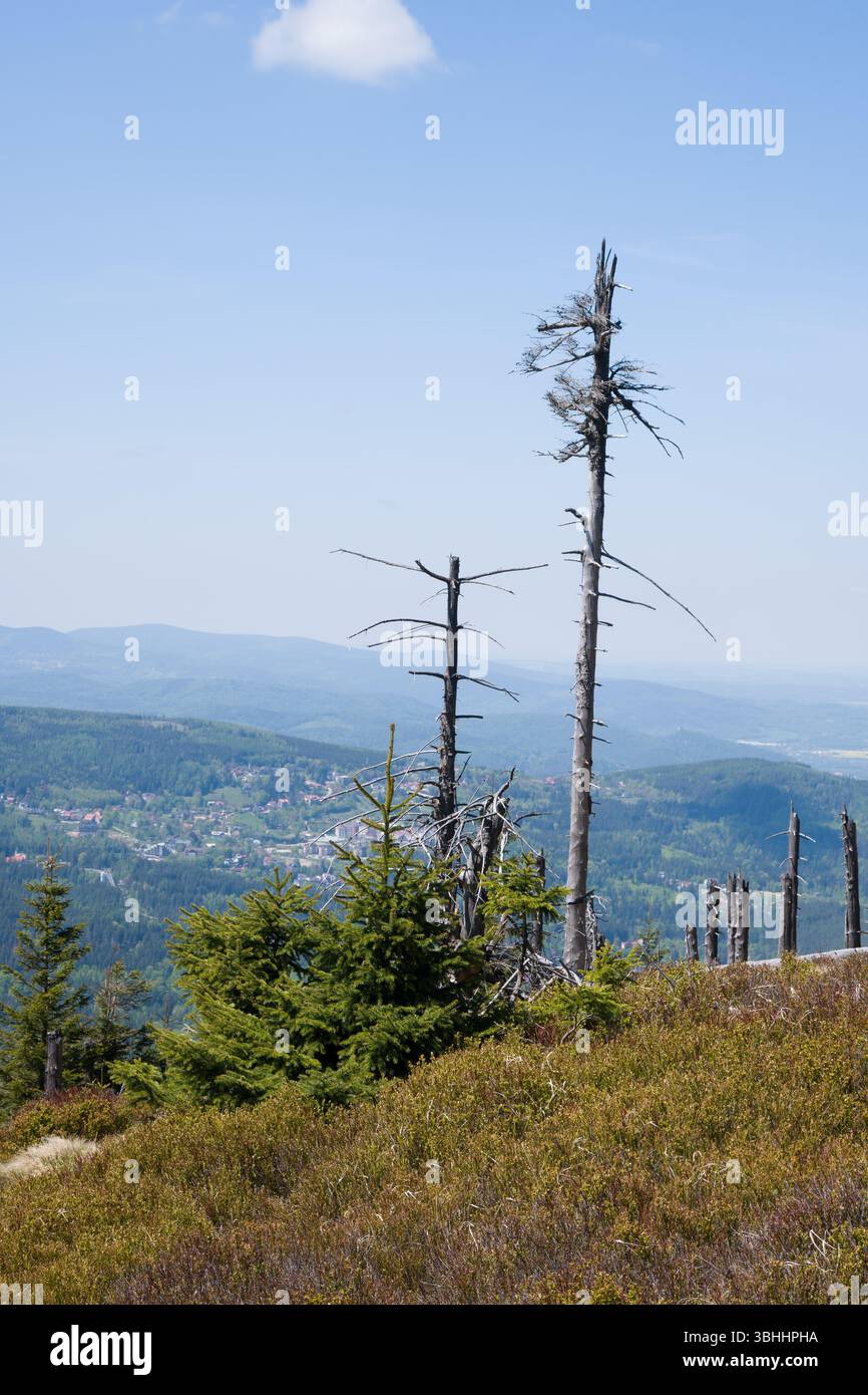 Tote Fichten blicken an klaren Tagen über Karpacz, eine deutliche Erinnerung an Veränderungen der Umwelt. Stockfoto