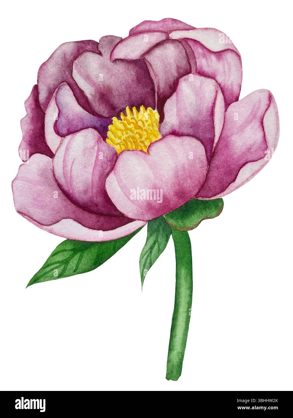 Rosa Gartenblumen isoliert auf weißem Hintergrund, Aquarellillustration. Pinkfarbener Blumenstrauß, burgunderrote Pfingstrosen. Lilafarbener Hortensien, Rahmen Stockfoto