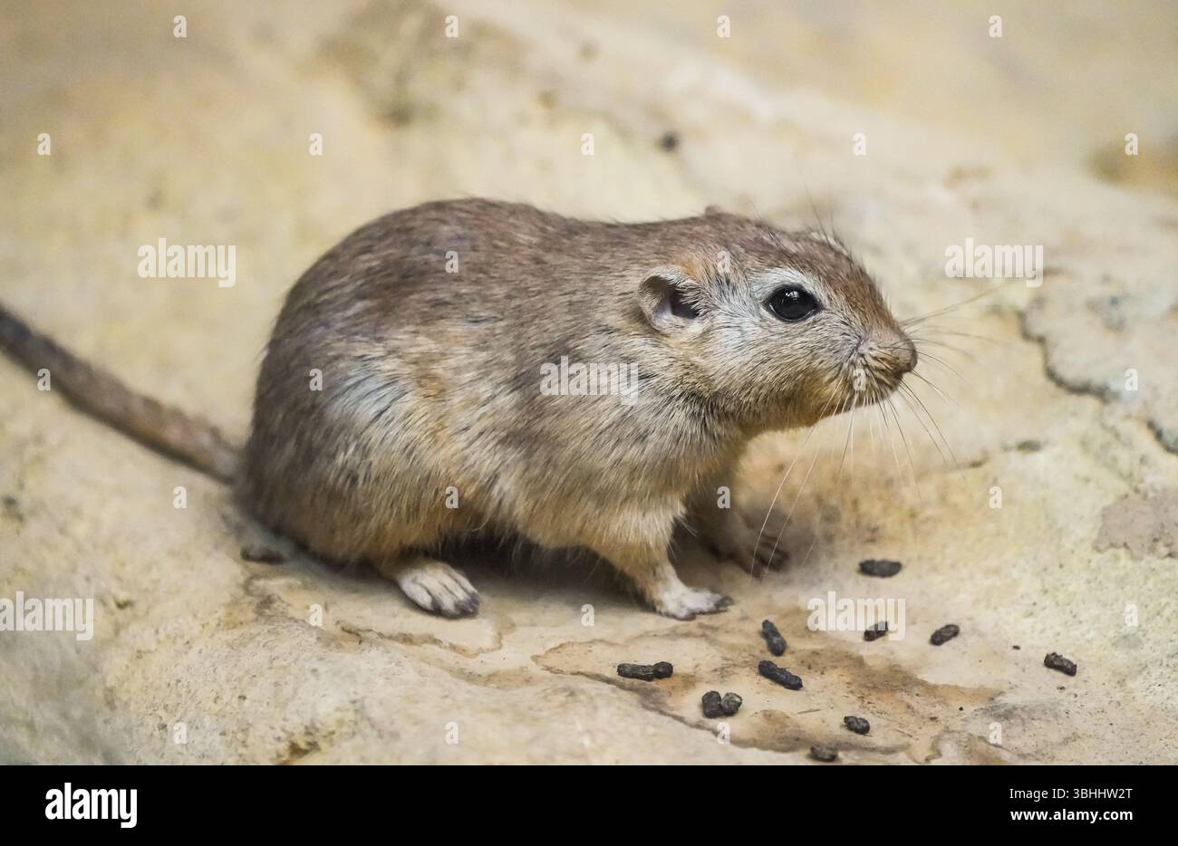 Porträt einer fetten Sandratte, Psammomys obesus. Nahaufnahme von Nagetieren. Gerbil. Stockfoto