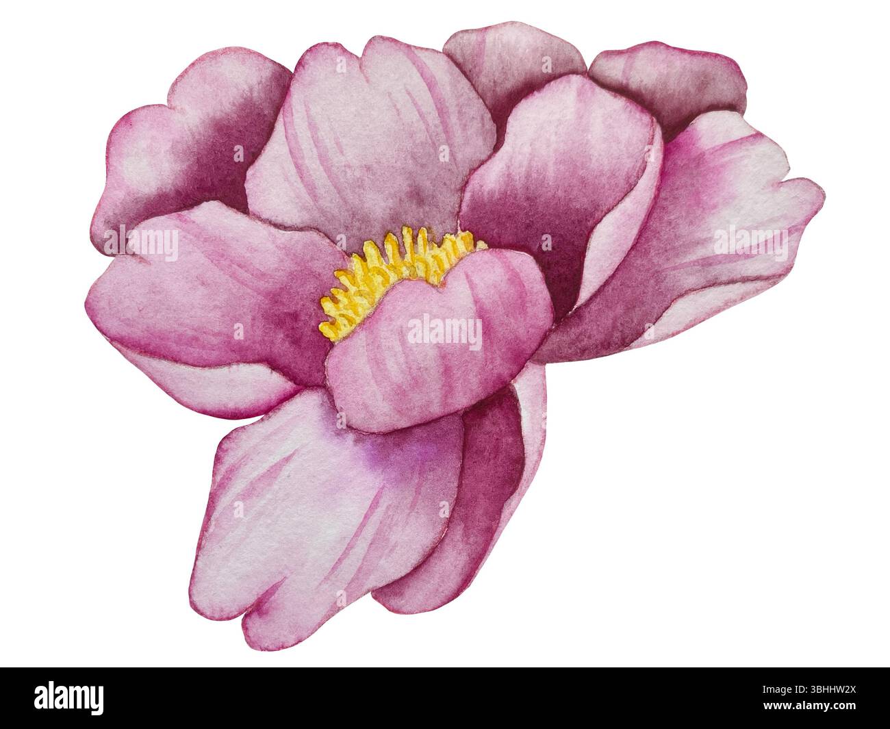 Rosa Gartenblumen isoliert auf weißem Hintergrund, Aquarellillustration. Pinkfarbener Blumenstrauß, burgunderrote Pfingstrosen. Lilafarbener Hortensien, Rahmen Stockfoto