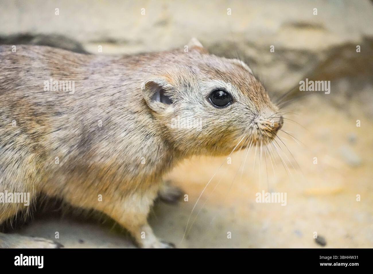 Porträt einer fetten Sandratte, Psammomys obesus. Nahaufnahme von Nagetieren. Gerbil. Stockfoto